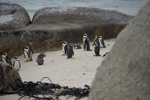 Penguins.