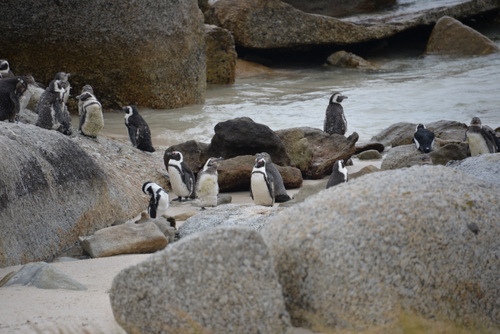 Penguins.