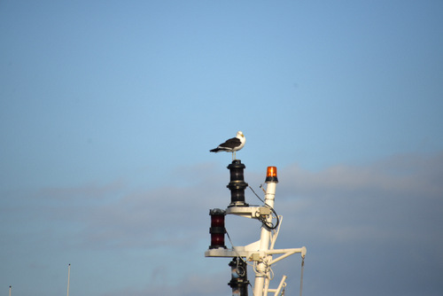 Seagull above the Crow's Nest.