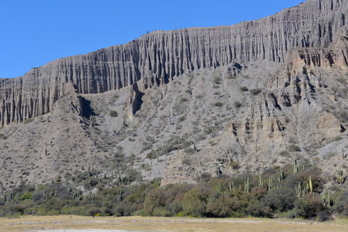 Tall slender Pasacana Cactus growing amongst tall slender columns of rock.