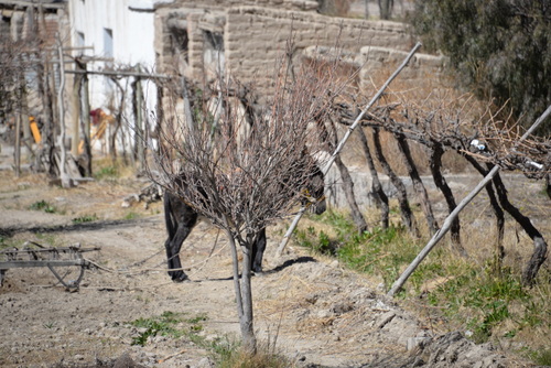 A Burro gets a rest while the Farmer hand seeds a furrow.