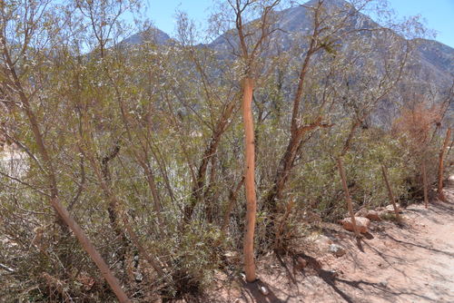 A bush fence is growing where a barbed wire fence exists.