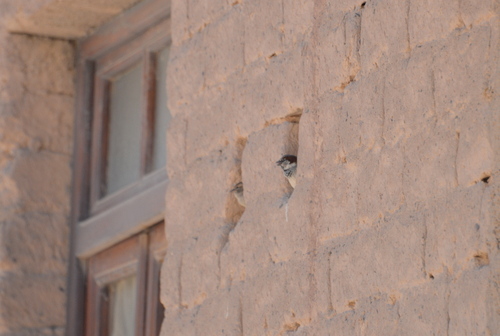 Two birds hiding nests in adobe brick gaps.