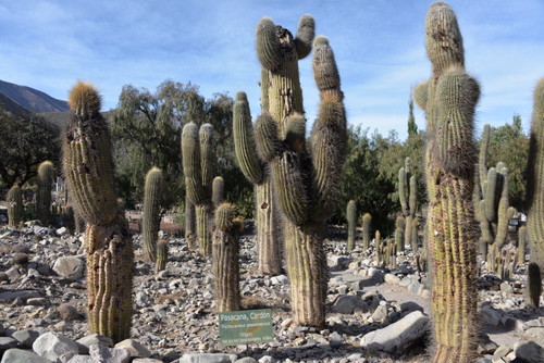 Pasacana Cactus.