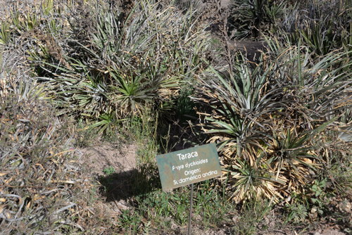 Taraca (we have seen around standing water).