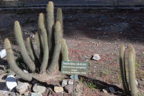 Penacho Blanco (White Tuft) or Cola de Zorro (Fox Tail).