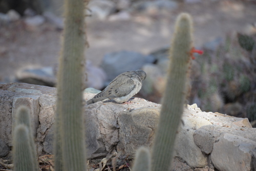 Paloma (Pigeon).