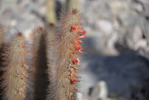 Spring Cactus Bloom.