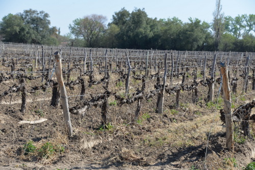 Beautiful vine trunks already have tiny Spring buds.