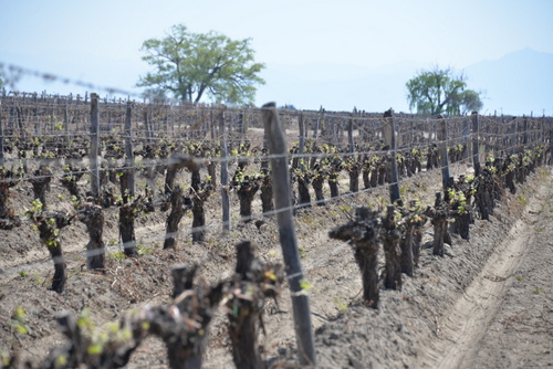 Older Vine Trunk heights have been cut back.