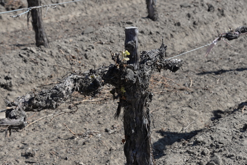 Older Vine Trunk heights have been cut back.