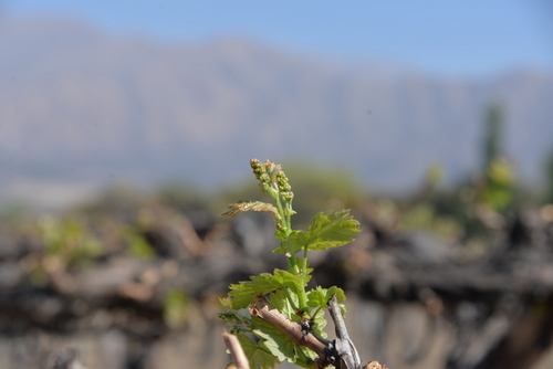 Spring life on hightop vines.