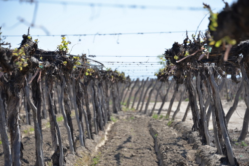 Spring life on hightop vines.