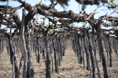  This is an older vine field that uses a water irrigation flood technique.