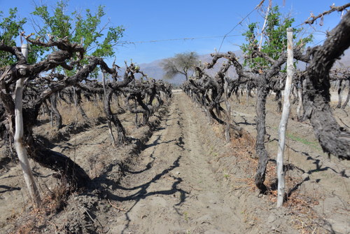 This is an Old Vine Field, almost like bush vines.