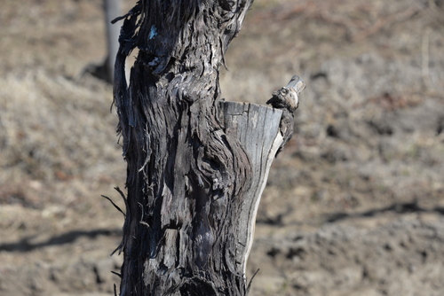 Graphed vine, see the new vine growing around the old vine truck.