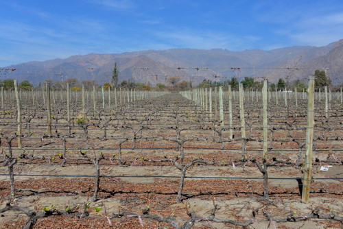 These are new vines that use a water drip technique.