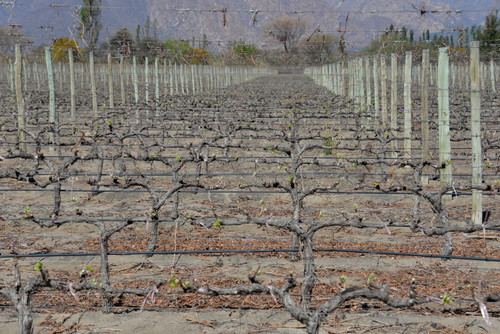 These are new vines that use a water drip technique.