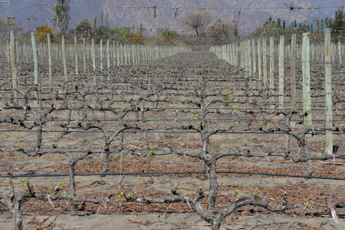 These are new vines that use a water drip technique.