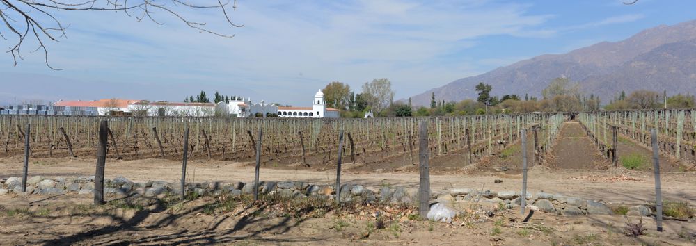 An overview of Bodega El Esteco.