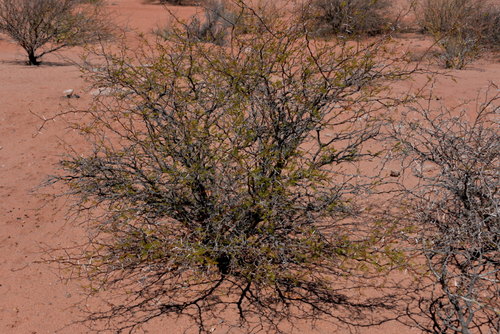 Quebrada de las Conchas, near Cafayate.