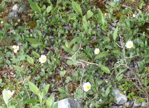 GDMBR: Those are strawberry flowers in bloom.