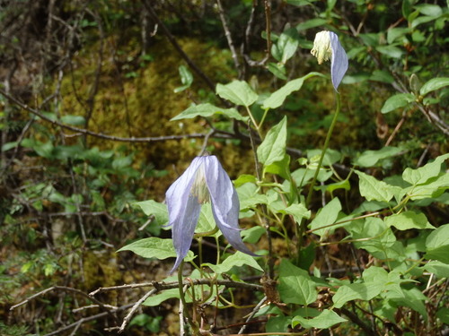 GDMBR:  A color variant of Adobe Lily (more blue than lavender).