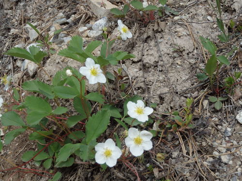 GDMBR: Strawberry Flowers.