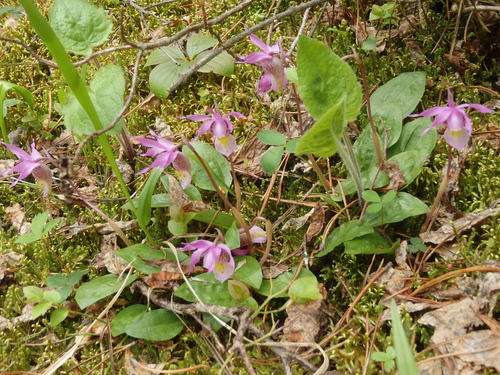 GDMBR: Calypso or Ferry Slipper (Orchid Family).