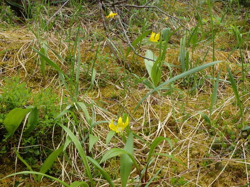 GDMBR: Glacier Lily.