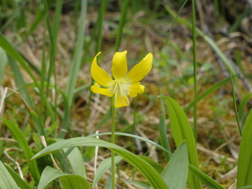 GDMBR: Glacier Lily.