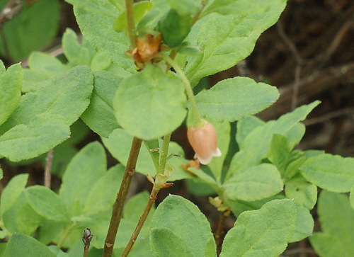 GDMBR: A budding flower but there are very few buds.