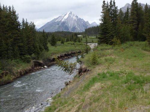 GDMBR: Our stopping at this spot scared a wild female moose out of the woods.