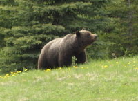 GDMBR: Grizzly Bear.