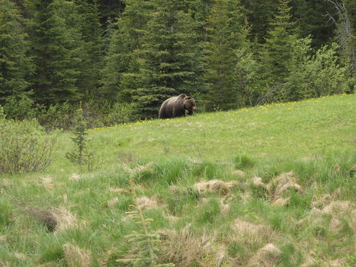 GDMBR: The car's driver silently signaled us on our bikes that a bear was near.