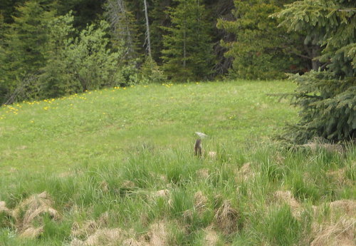 GDMBR: Ground Squirrel.