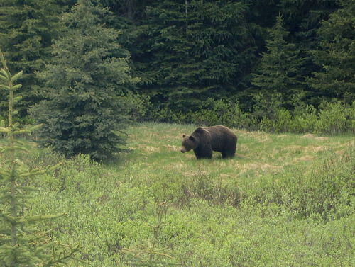 GDMBR:  Grizzly Bear.