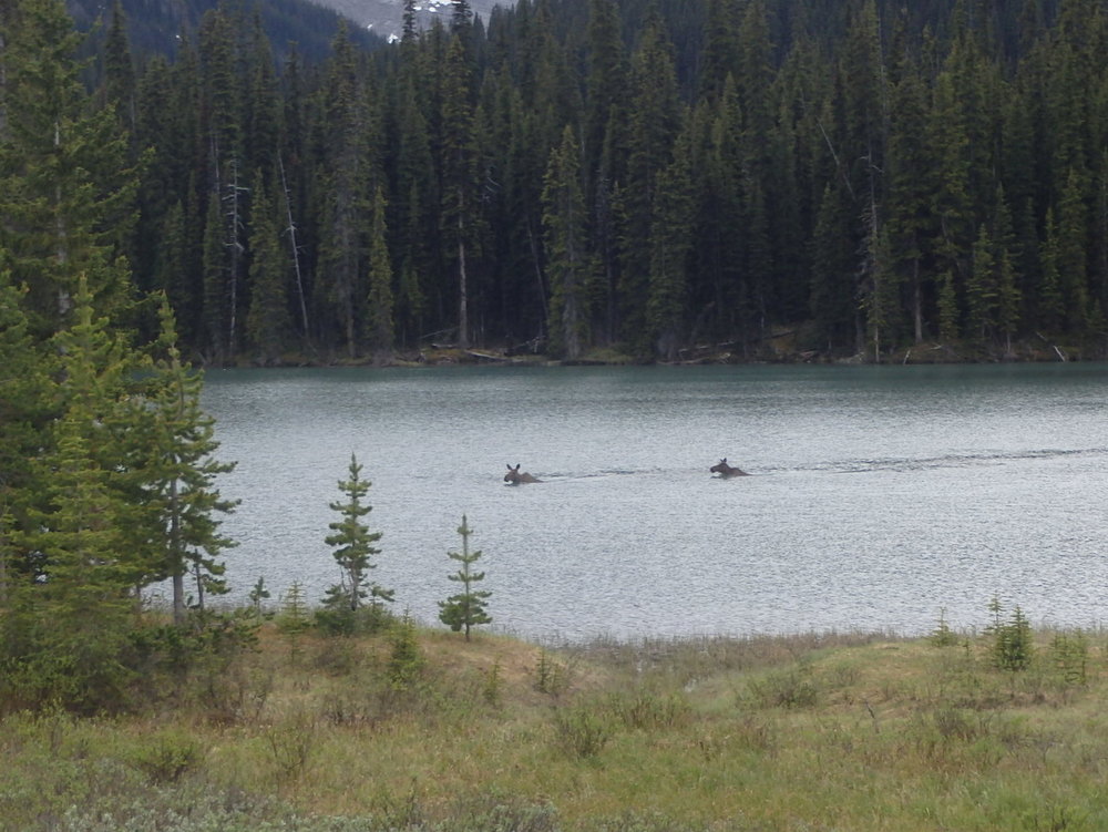 GDMBR: Moose, Swimming across the Water.