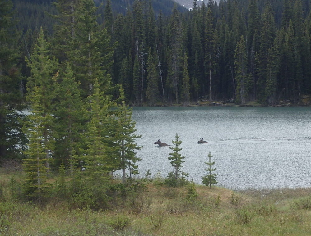 GDMBR: Moose, Swimming across the Water.