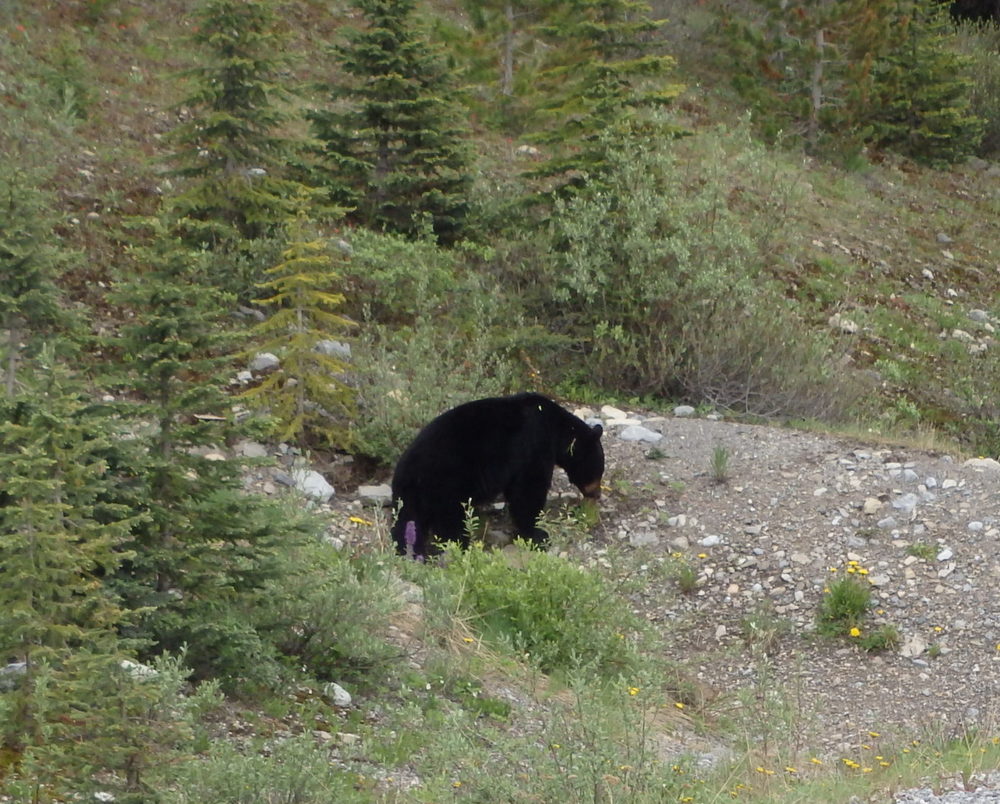 GDMBR: Black Bear.