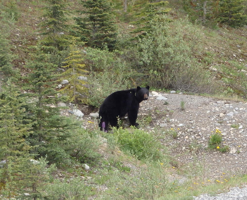 GDMBR: Black Bear.