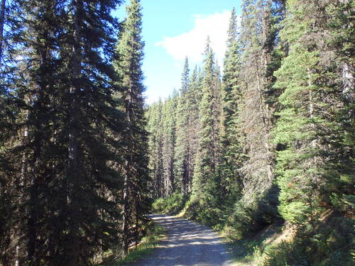 GDMBR: A compact forest, which implies that it is medium aged forest.