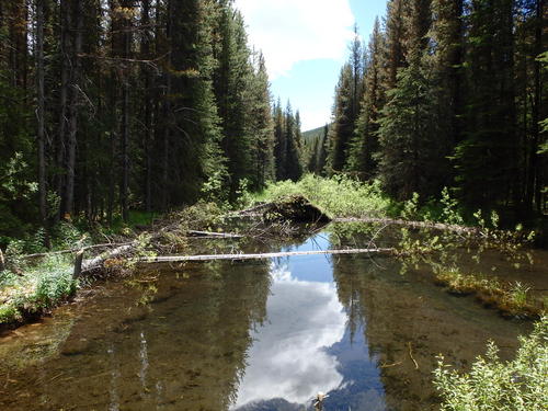 GDMBR: Crystal clear water.