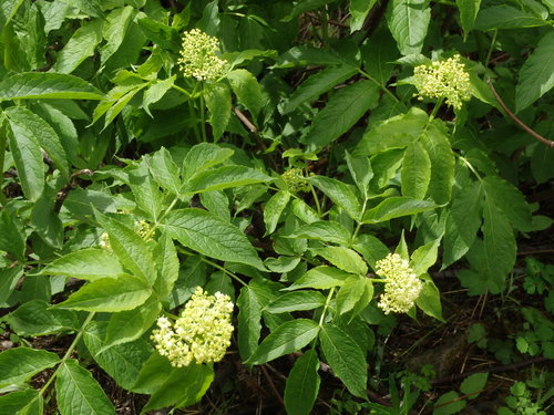 GDMBR: A flower close-up.