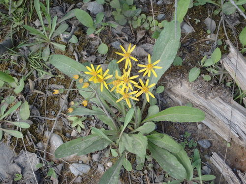 GDMBR: A variety of Groundsel.