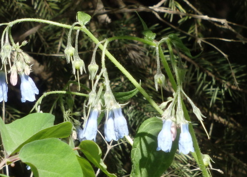 GDMBR: Mountain Blue Bell.