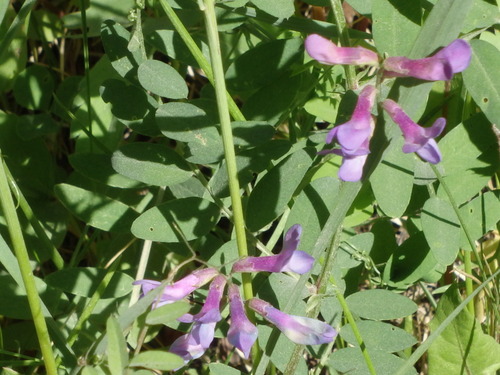 GDMBR: This may be a variety of Skullcap.