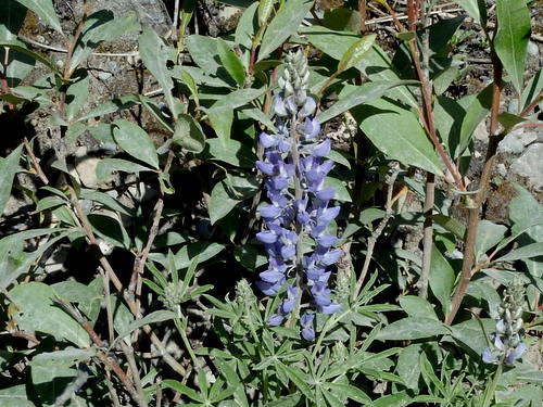 GDMBR: Penstemon variety.