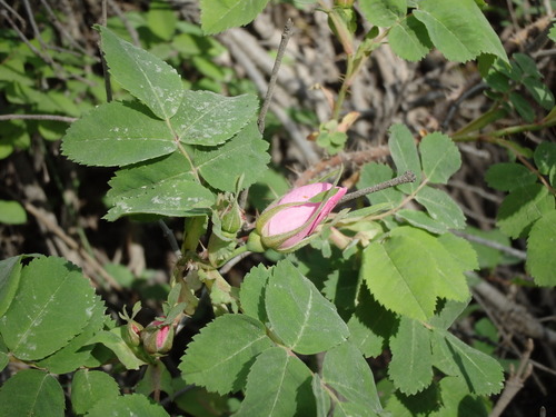 GDMBR: Budding wild rose.