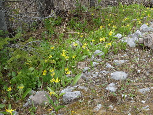 GDMBR: Glacier Lilies.